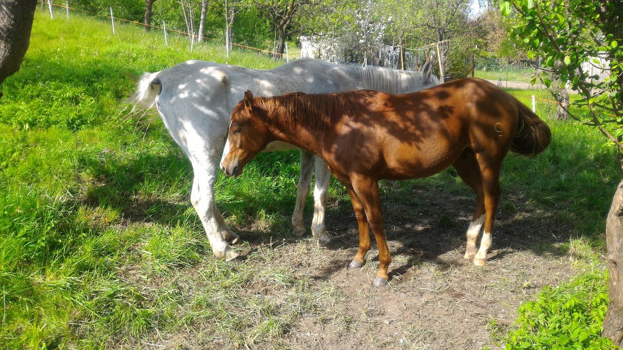 베돌로 Il Cardo Trentino 아파트 외부 사진