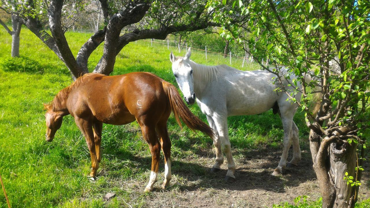 베돌로 Il Cardo Trentino 아파트 외부 사진