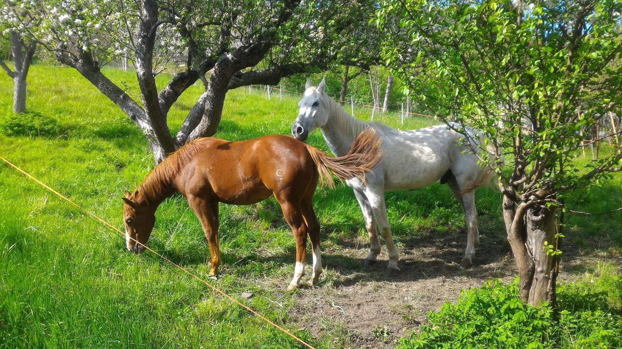 베돌로 Il Cardo Trentino 아파트 외부 사진