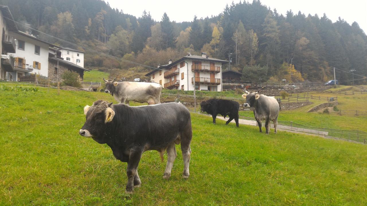 베돌로 Il Cardo Trentino 아파트 외부 사진